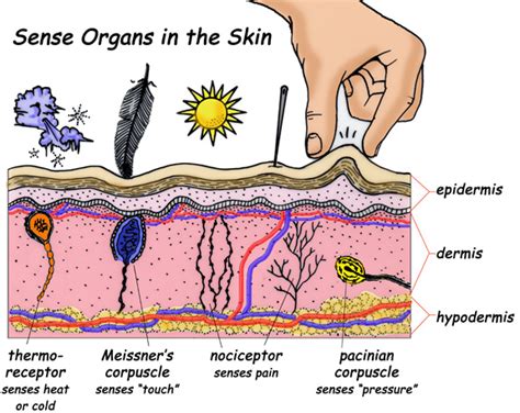 Skin sense - Particularly sensitive skin is characterized by a hyperreactive TRPV1 receptor, leading to a tight, itching and even burning sensation of the skin - even though no harmful stimuli are present. Such constant activation of TRPV1 can further lead to inflammation and ultimately also collagen degradation, that can result in premature skin aging.